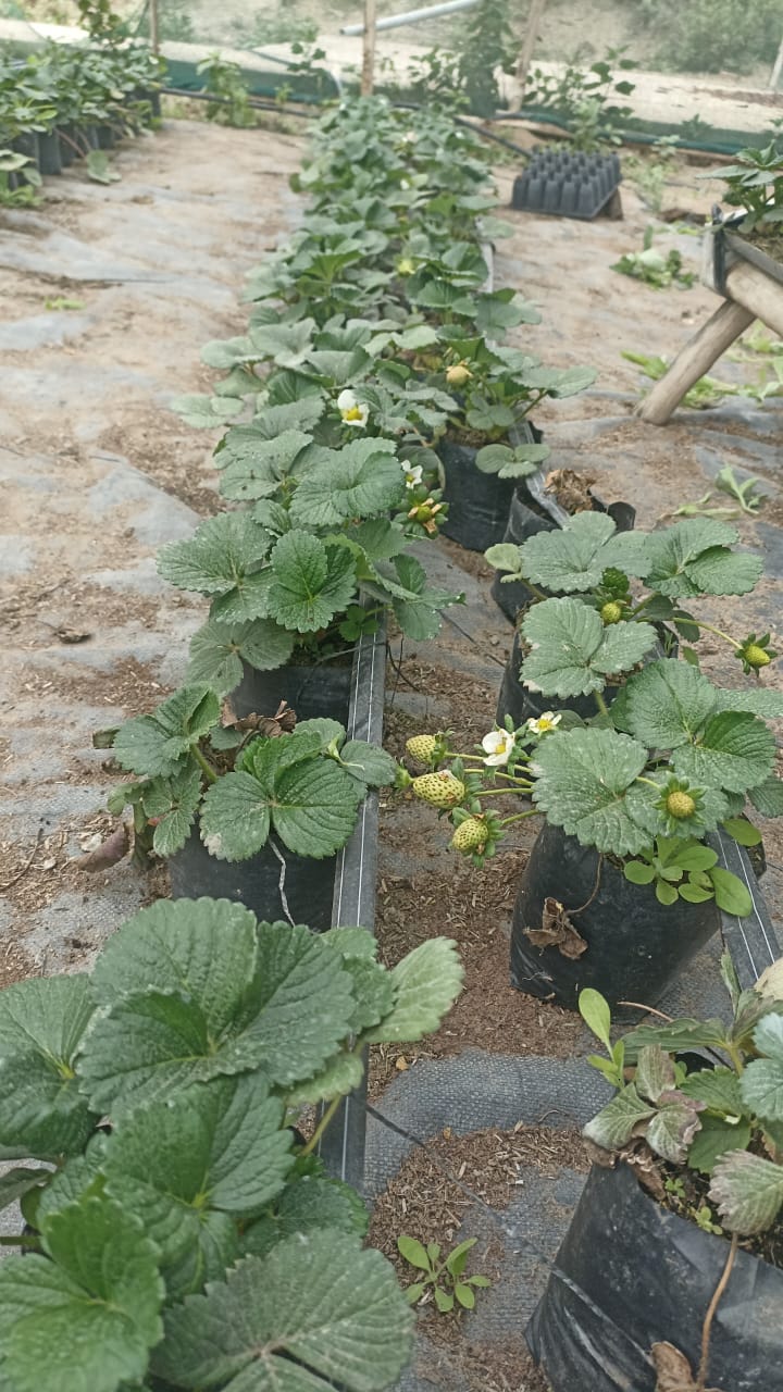 Plantines de fresa en desarrollo